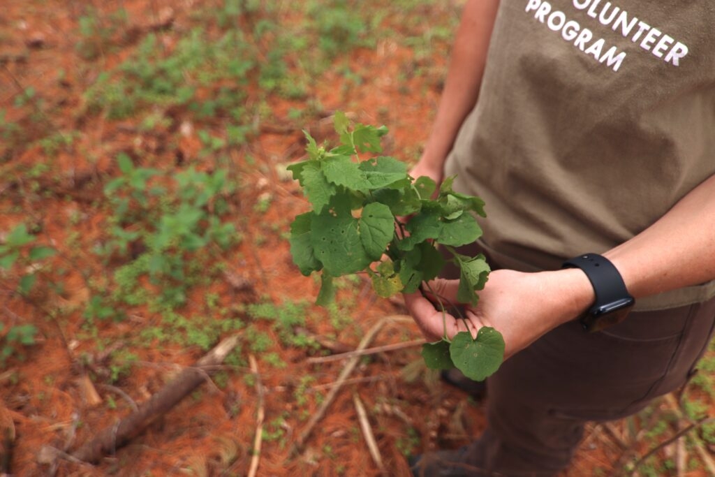 Taking out wild trash: Volunteers pull invasive garlic mustard from wildlife area
