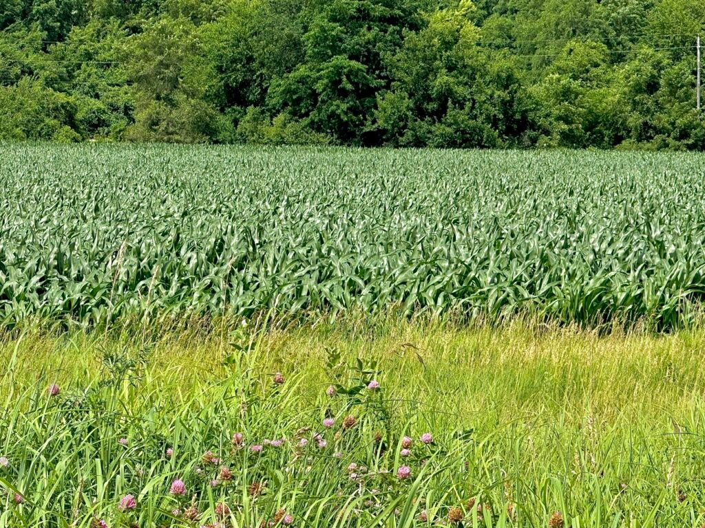 Iowa corn beginning to silk, soybeans blooming ahead of normal