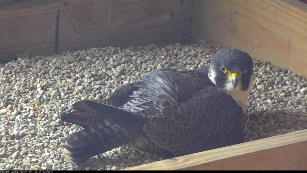 Iowa peregrine falcons saw ‘above average' reproduction in 2024