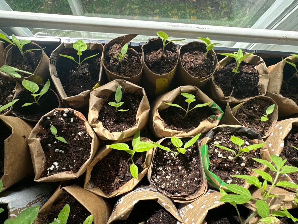 Senators vote to protect Iowans' ‘basic human right' to garden