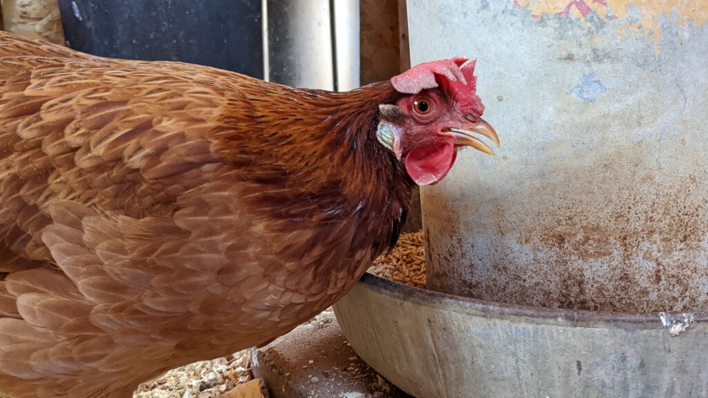 Bird flu detected in Dallas County backyard flock