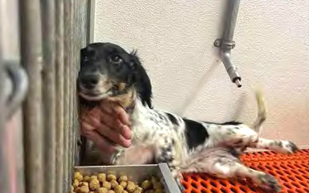 Iowa puppy mills cited in national nonprofit's annual report of violators