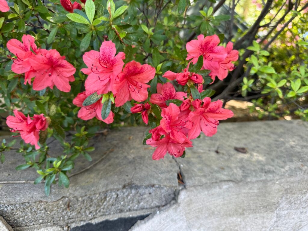 Flowers, like some friendships, can't always survive the seasons