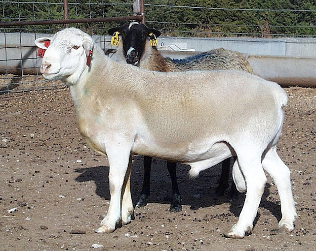 Ram on the lam: A beginning farmer tale