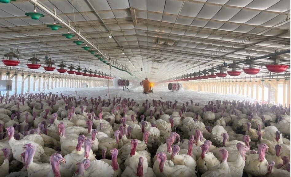 Inside the business of killing millions of chickens in response to bird flu
