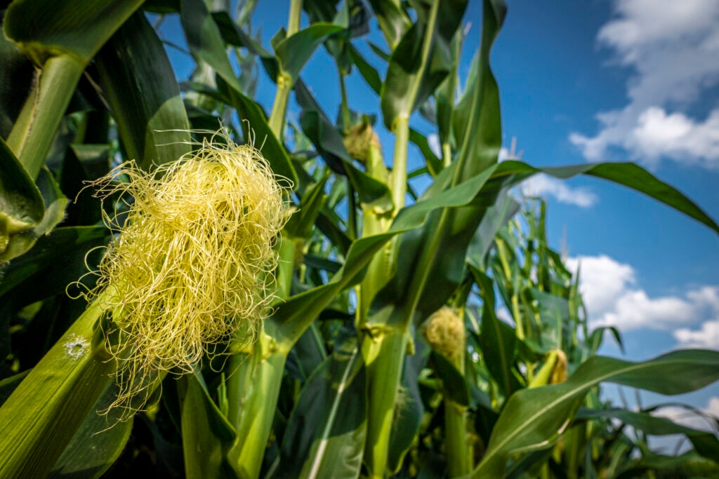 Iowa had ‘wettest' week of the season last week