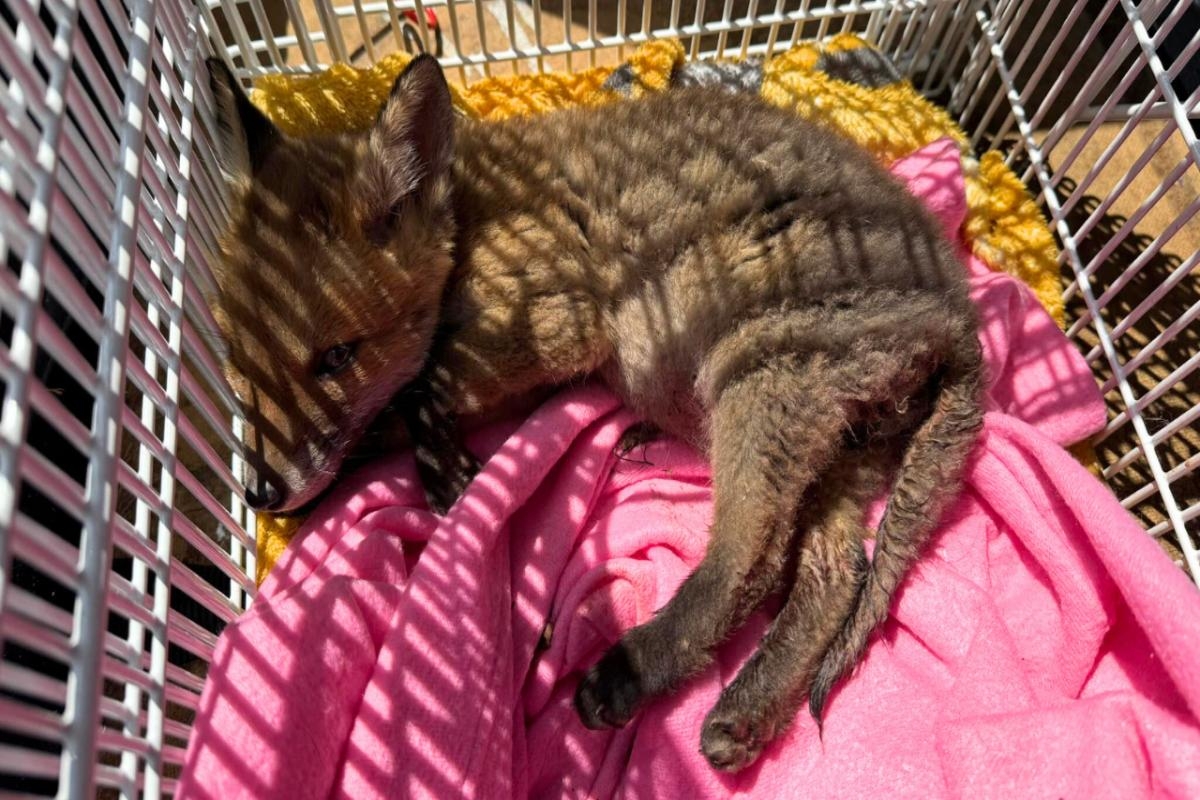 Injured six-week-old fox cub rescued in Seaview now on the mend