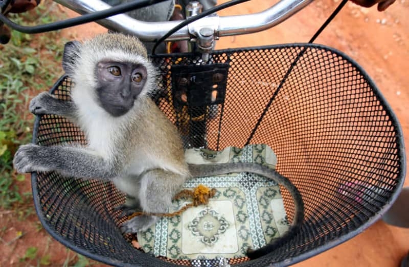 What are two Lebanese monkeys doing in a house in the North?