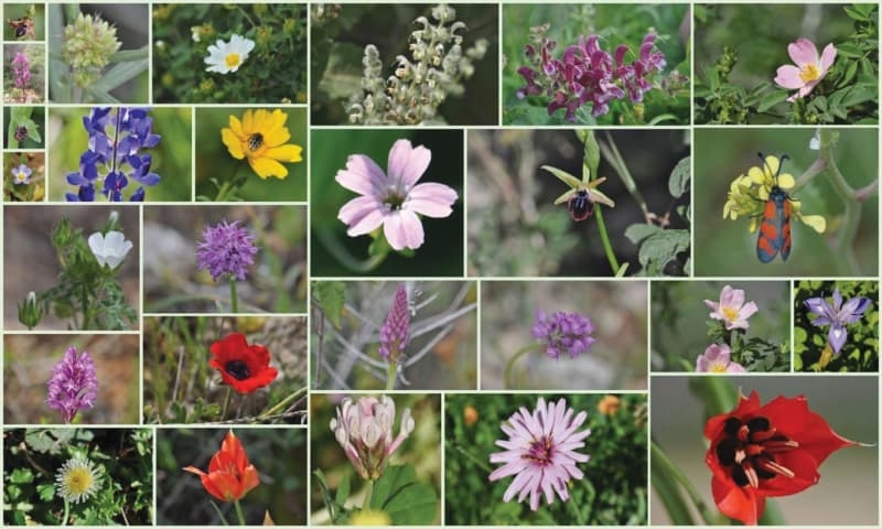 New Israeli website gets down to the roots of nature's medicine chest