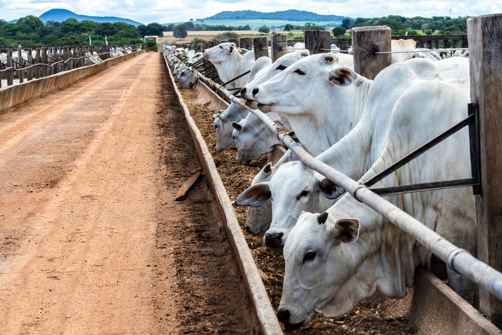 Minerva Foods flags potential $300m-plus revenue impact from US tariffs