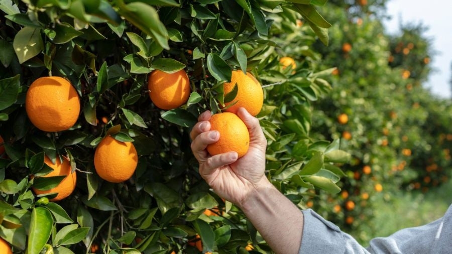 Limoneira to rejoin US citrus company Sunkist Growers