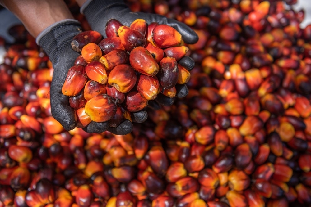 Food commodity prices declined in May, led by maize and palm oil