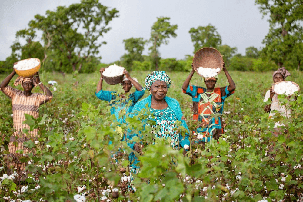 Better Cotton now certification scheme to boost sector standards