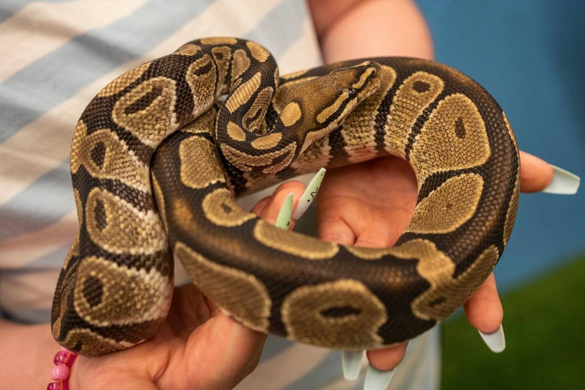 Crocky-J has company: A Chiefs draft pick will be bringing pet python to KC