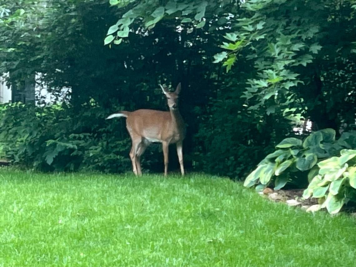 As Father's Day approaches, she finds a sign that her dad is always present