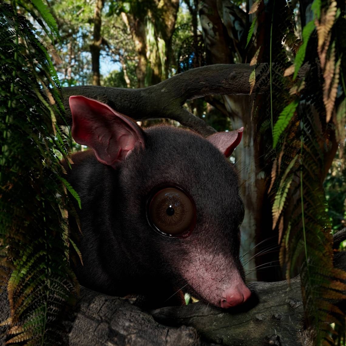 KU researchers discover ‘big possum' species from 60 million years ago in Texas