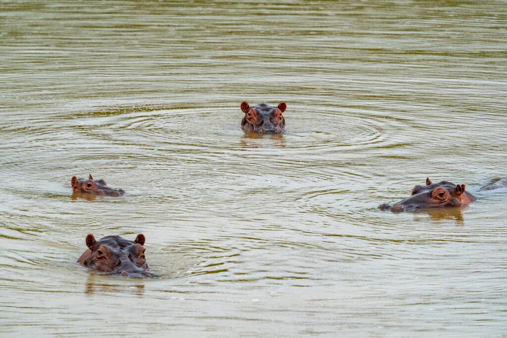 Cocaine hippos overrun Kansas political landscape: Imaginary problems enthrall conservatives