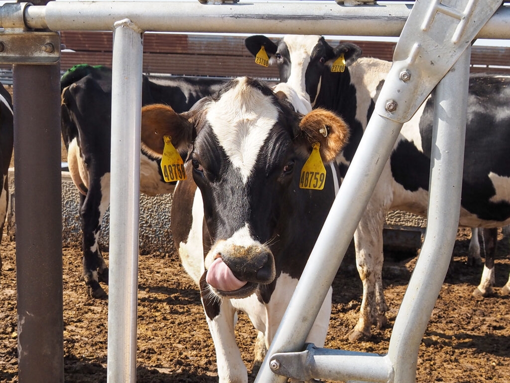 Kansas lawmakers in D.C. stand as aside as Farm Bill writers raid SNAP — again