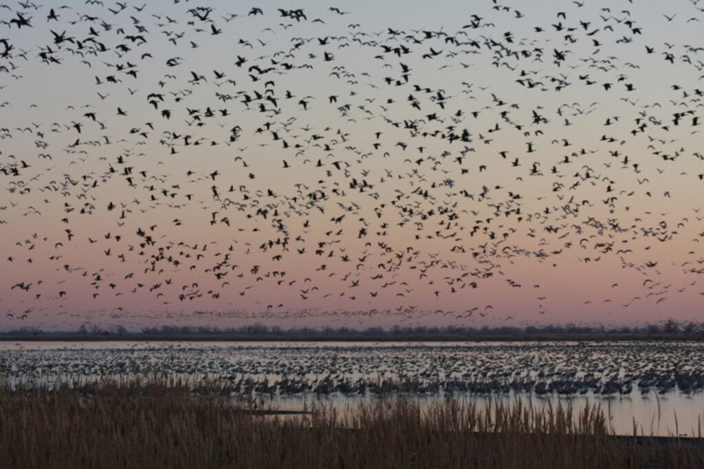 Federal officials won't take action on Kansas wildlife refuge's lost water
