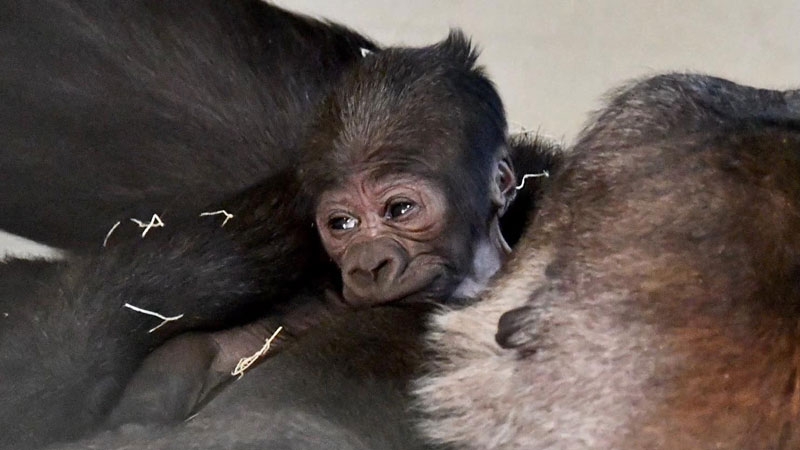 Little Rock Zoo gorilla welcomes newborn