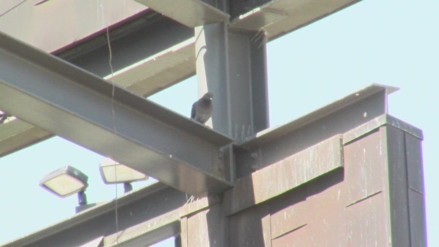Pigeons perching at Little Rock library cause headaches for staff and visitors