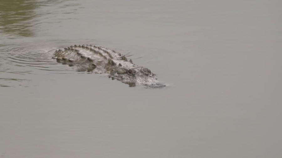 Alligator sightings increasing across Arkansas