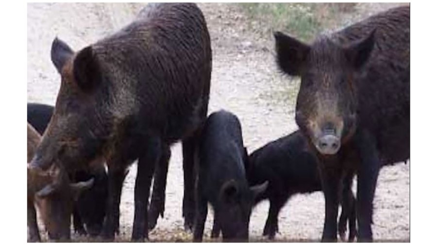 Arkansas Game & Fish temporarily closing Wildlife Management Areas for wild hog control