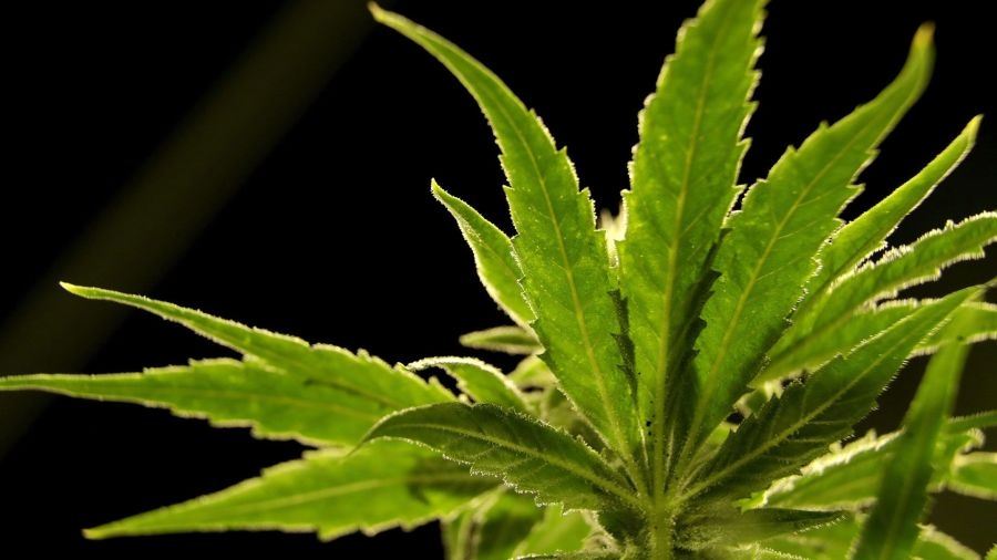 Arkansans consuming more than 6,000 pounds of marijuana a month in 2025