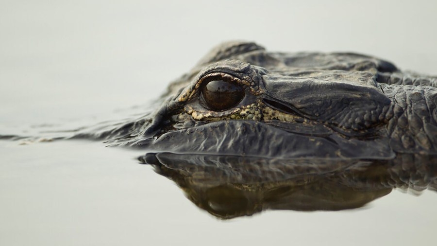Arkansas Game & Fish Commission joins other agencies on website for tips on living with alligators