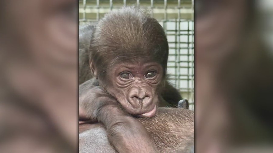 Little Rock Zoo announces baby gorilla gender on The Today Show