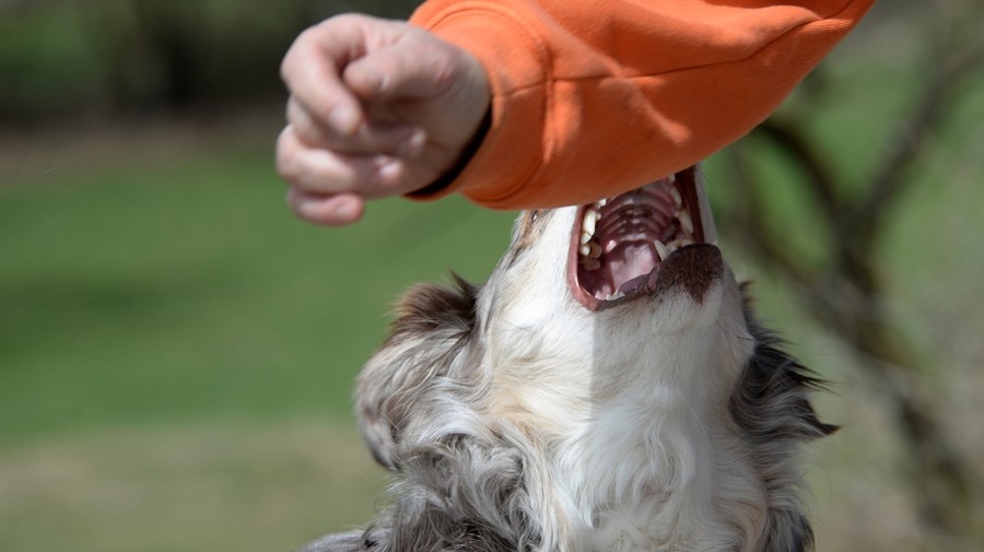 U.S. Postal Service brings awareness to dog bite prevention