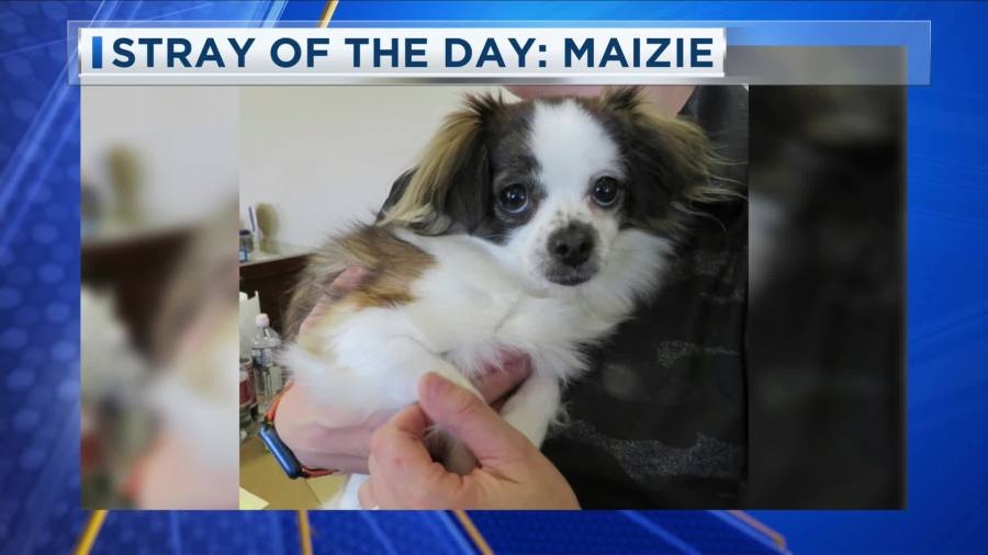 Stray of the Day: Meet Maizie