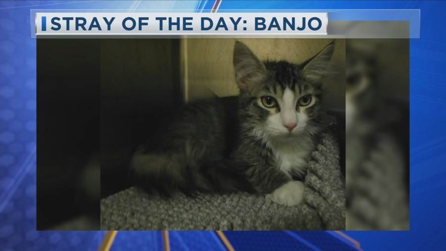 Stray of the Day: Meet Banjo