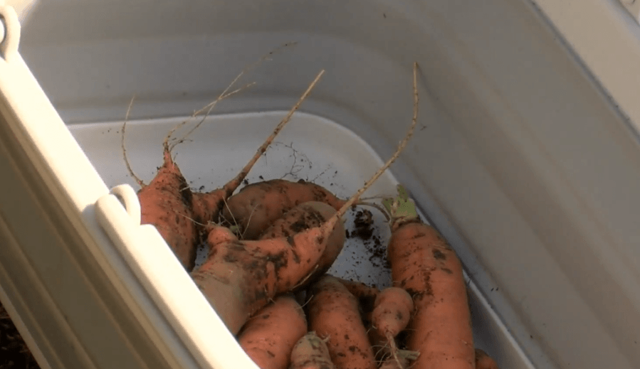 Siouxland schools awarded grant for locally sourced foods