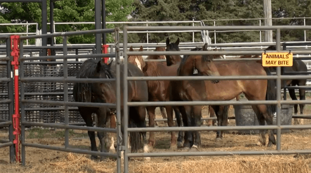 Wild horses for sale in South Sioux City