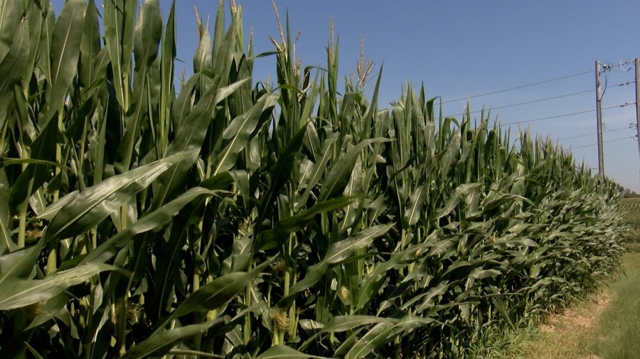 ‘I think we've got set up for a really decent crop,' Ideal weather excites Siouxland farmers during the growing season