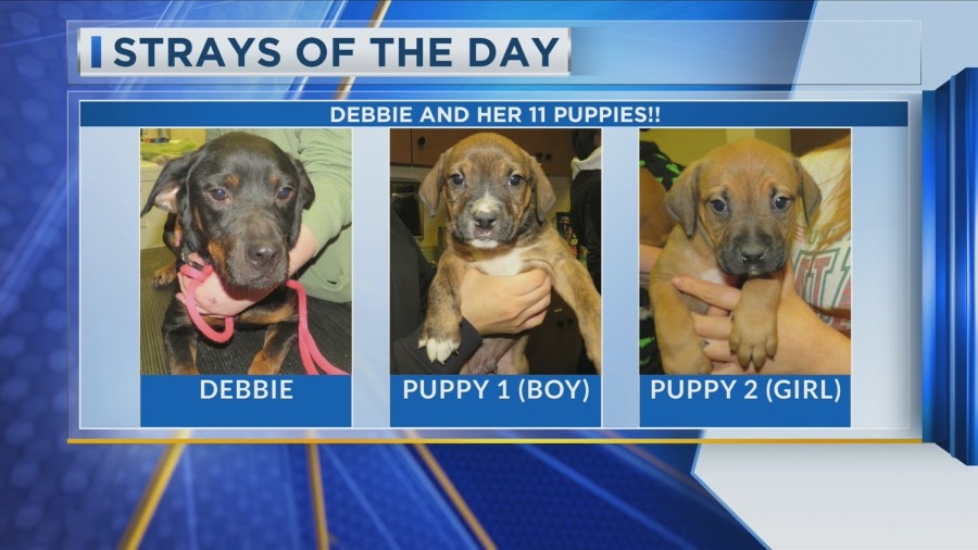 Stray of the Day: Meet Debbie and her pups