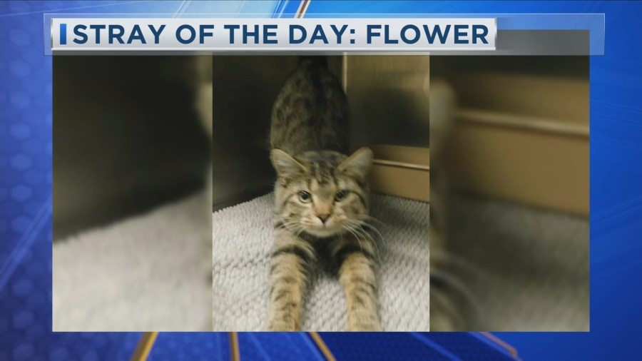 Stray of the Day: Meet Flower
