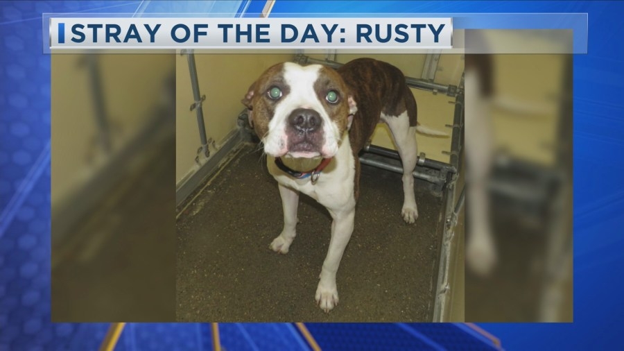 Stray of the Day: Meet Rusty