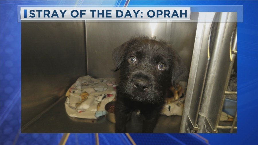 Stray of the Day: Meet Oprah