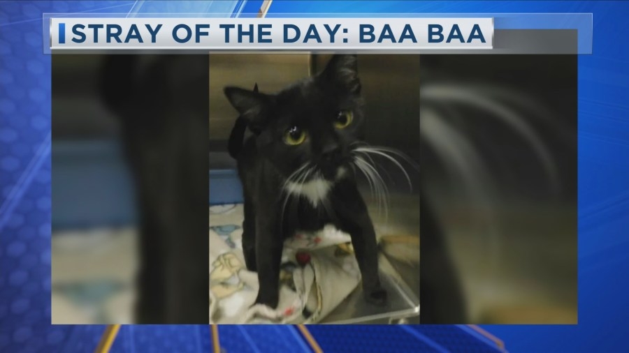 Stray of the Day: Meet Baa Baa