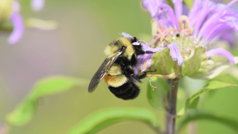 Iowa DNR looking for volunteers for second year of Iowa Bumble Bee Atlas