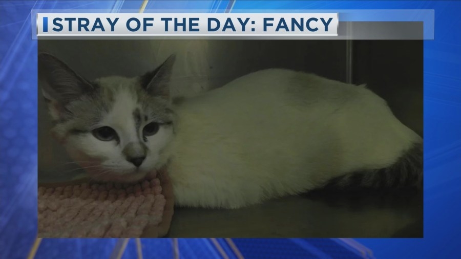 Stray of the Day: Meet Fancy