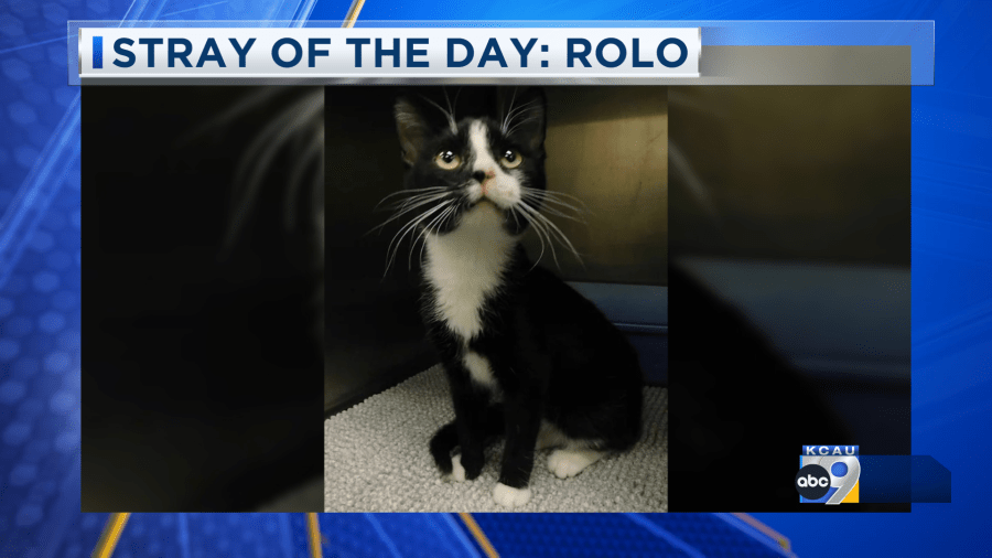 Stray of the Day: Meet Rolo