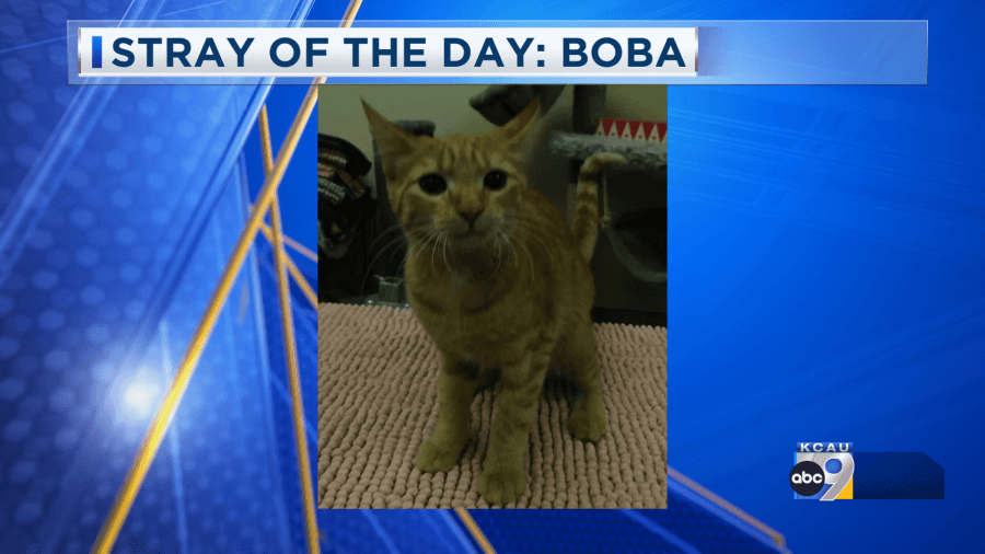 Stray of the Day 4/25/25: Meet Boba!