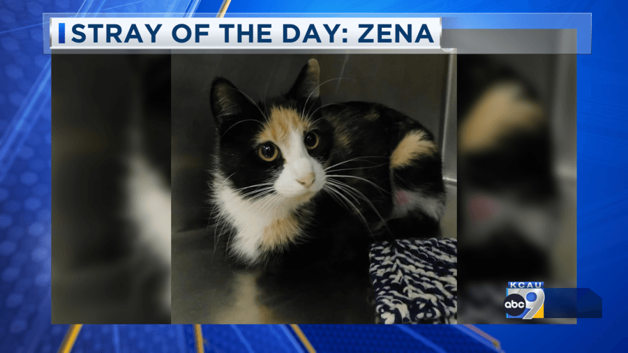 Stray of the Day: Meet Zena 6/12/25