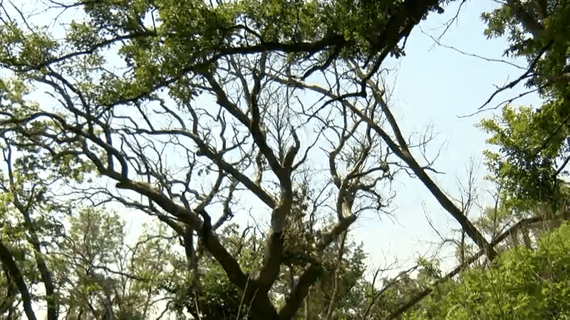 The oldest bur oak tree in the state of Nebraska has died after living for more then 300 years