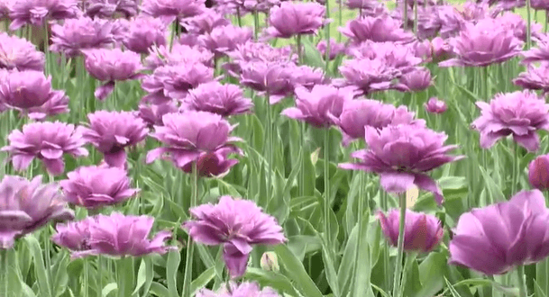 Orange City hosts the 84th Annual Tulip Festival