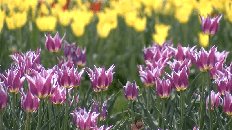 Tulips for Orange City Tulip festival blooming right on schedule