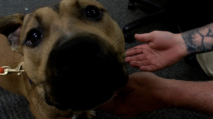 Dumped dog gets rescued, now happily wagging his tail